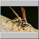 Polistes dominula - Haus-Feldwespe w14.jpg